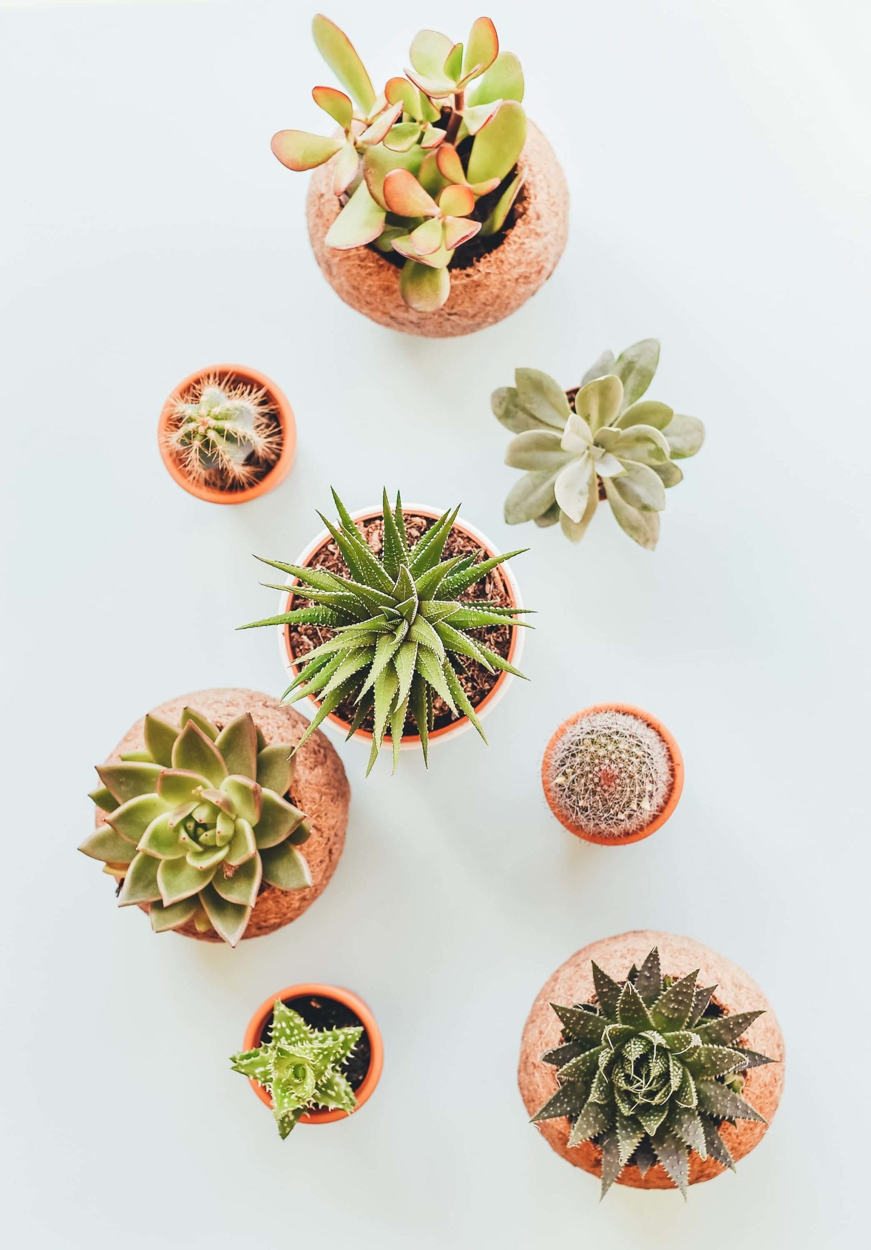 annie-spratt-ncQ2sguVlgo-unsplash